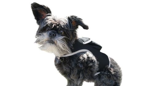 Action Triggered GPS Mobile Pet Tracker Realtime Security Surveillance Size:S